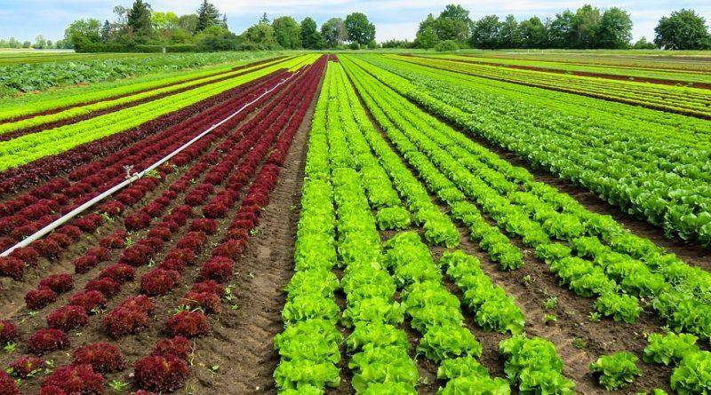 Imagem de Agricultura Biodinâmica