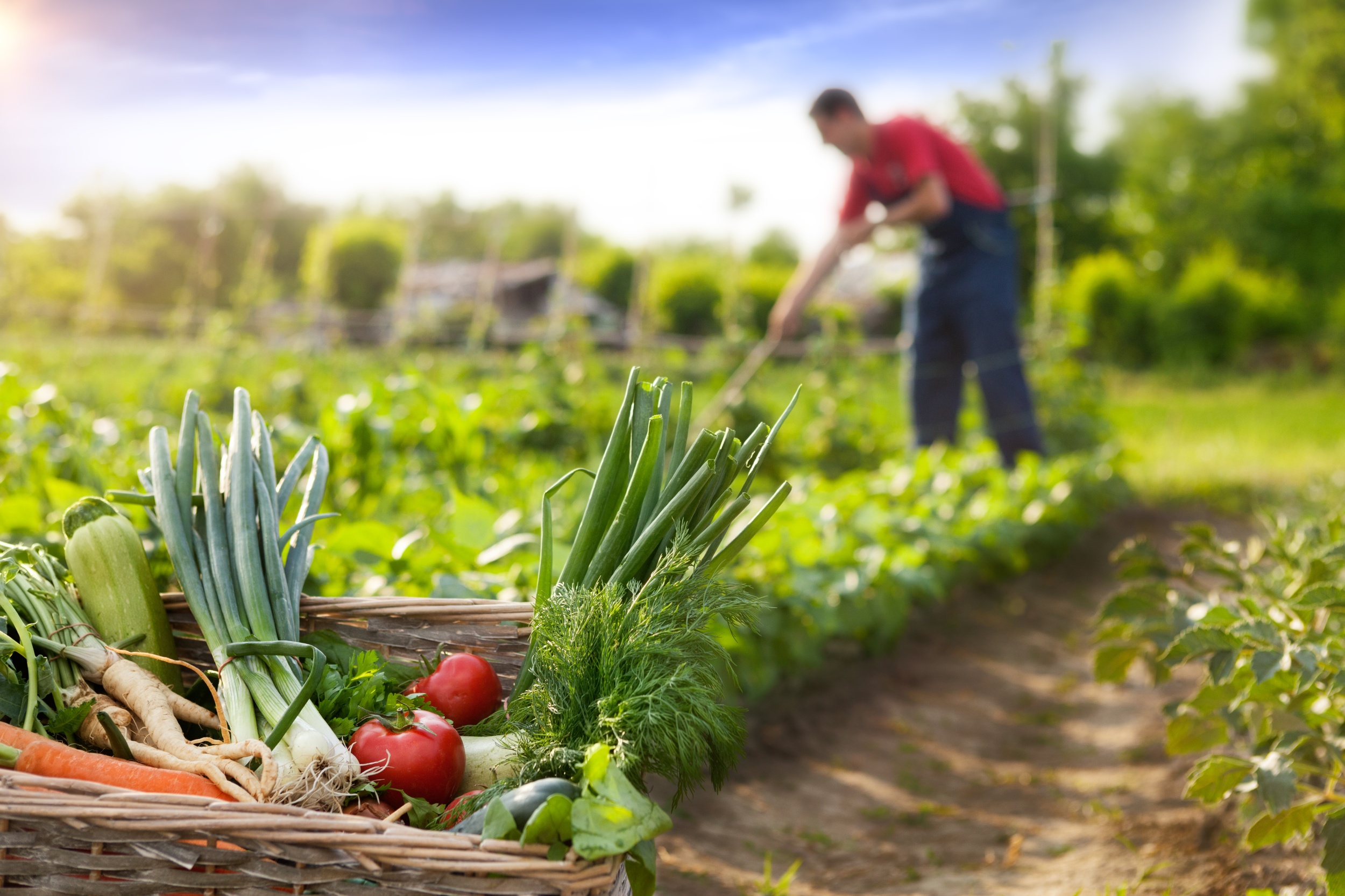 Imagem de Agricultura Orgânica