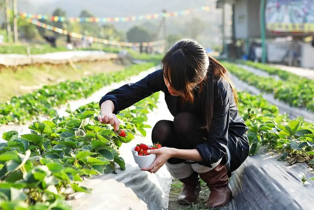 Imagem de Agricultura Natural