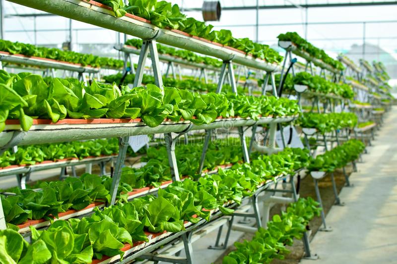 Imagem referente ao modelo de Cultivo vertical.