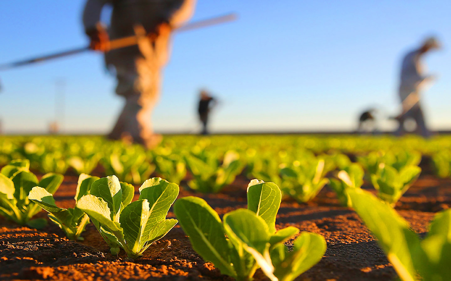 Modelo de cultivo