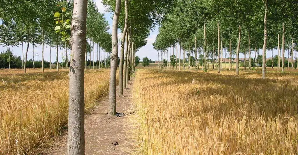Imagem de Sistemas AgroFlorestamentais